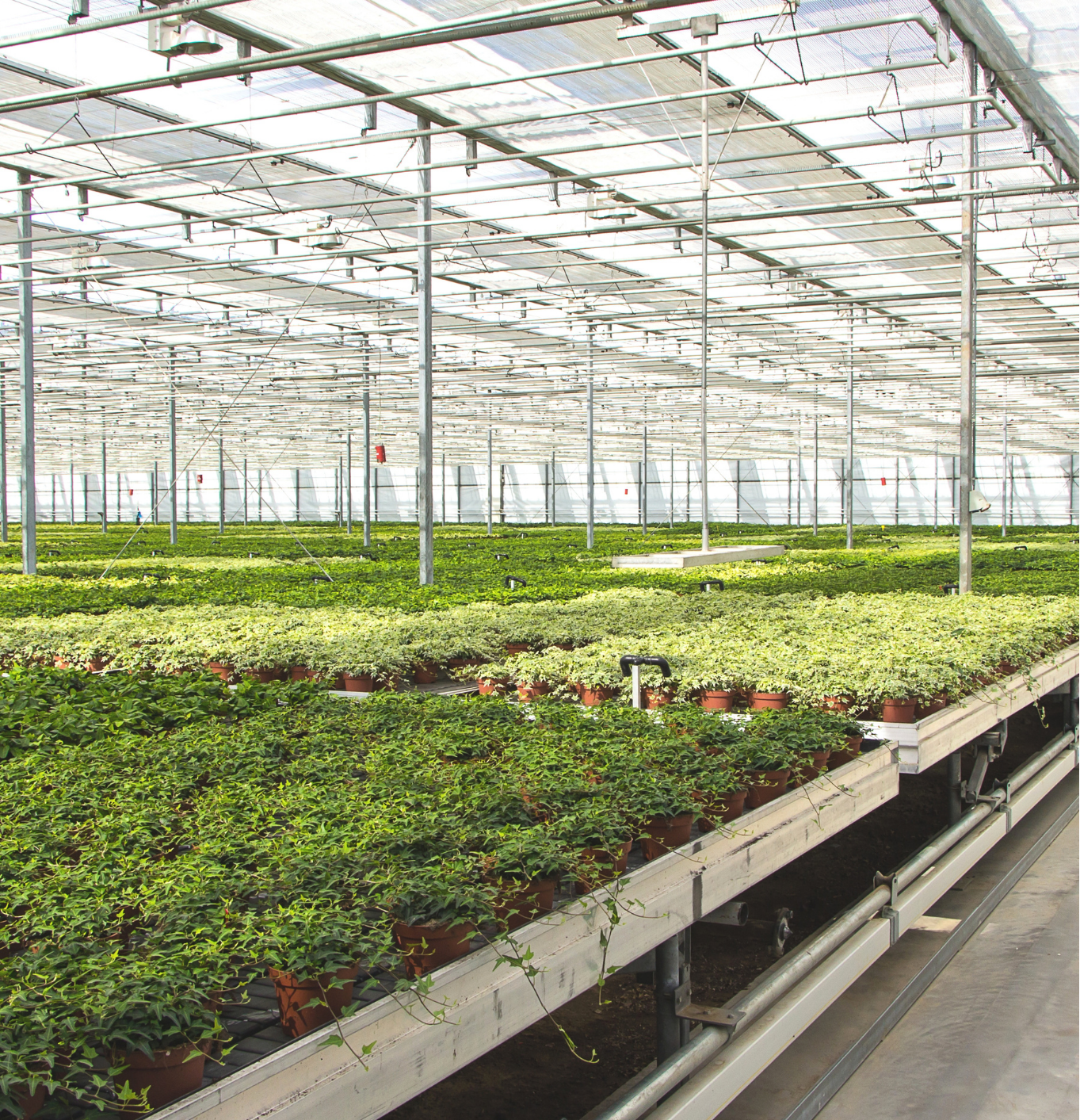 Producción de plantas ornamentales en invernadero