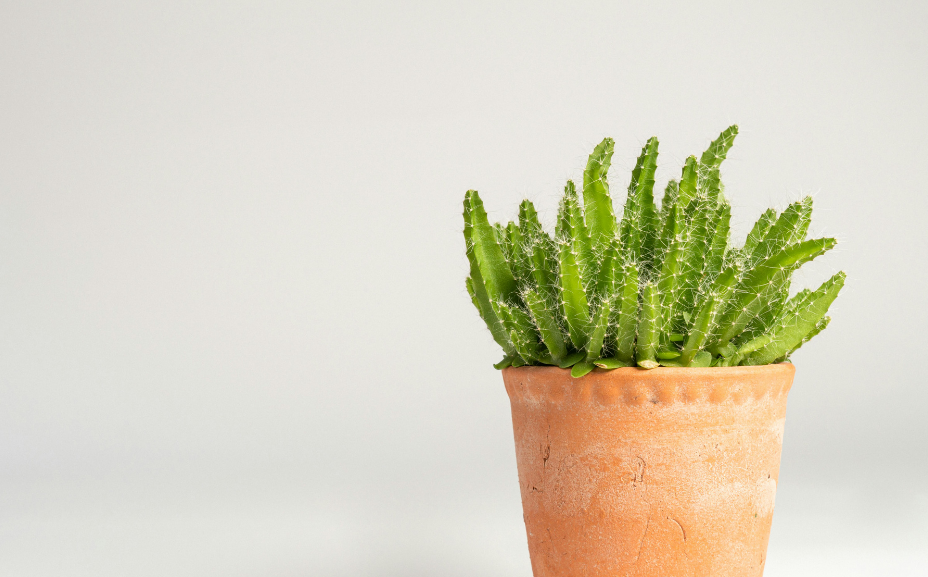 Patrocinador Asociado