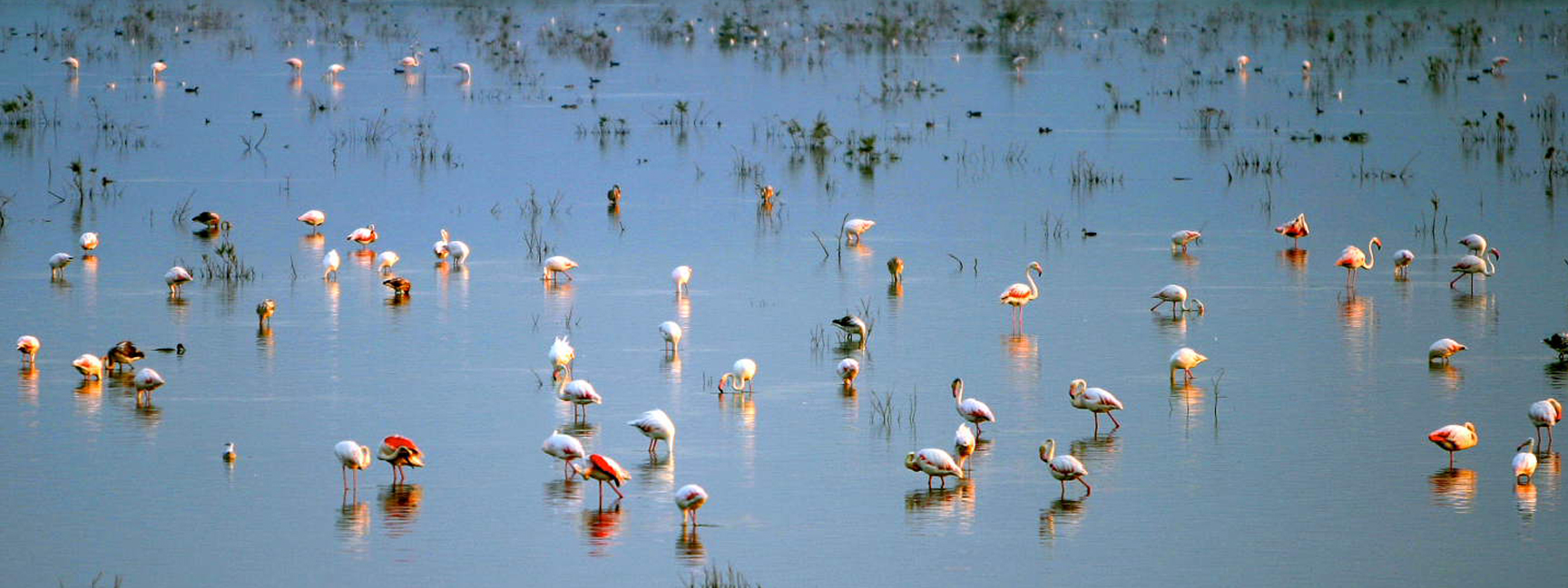 Parque Natural El Hondo