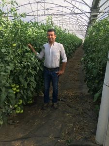 Hortipor usa controlo biológico de pragas em tomate há duas décadas