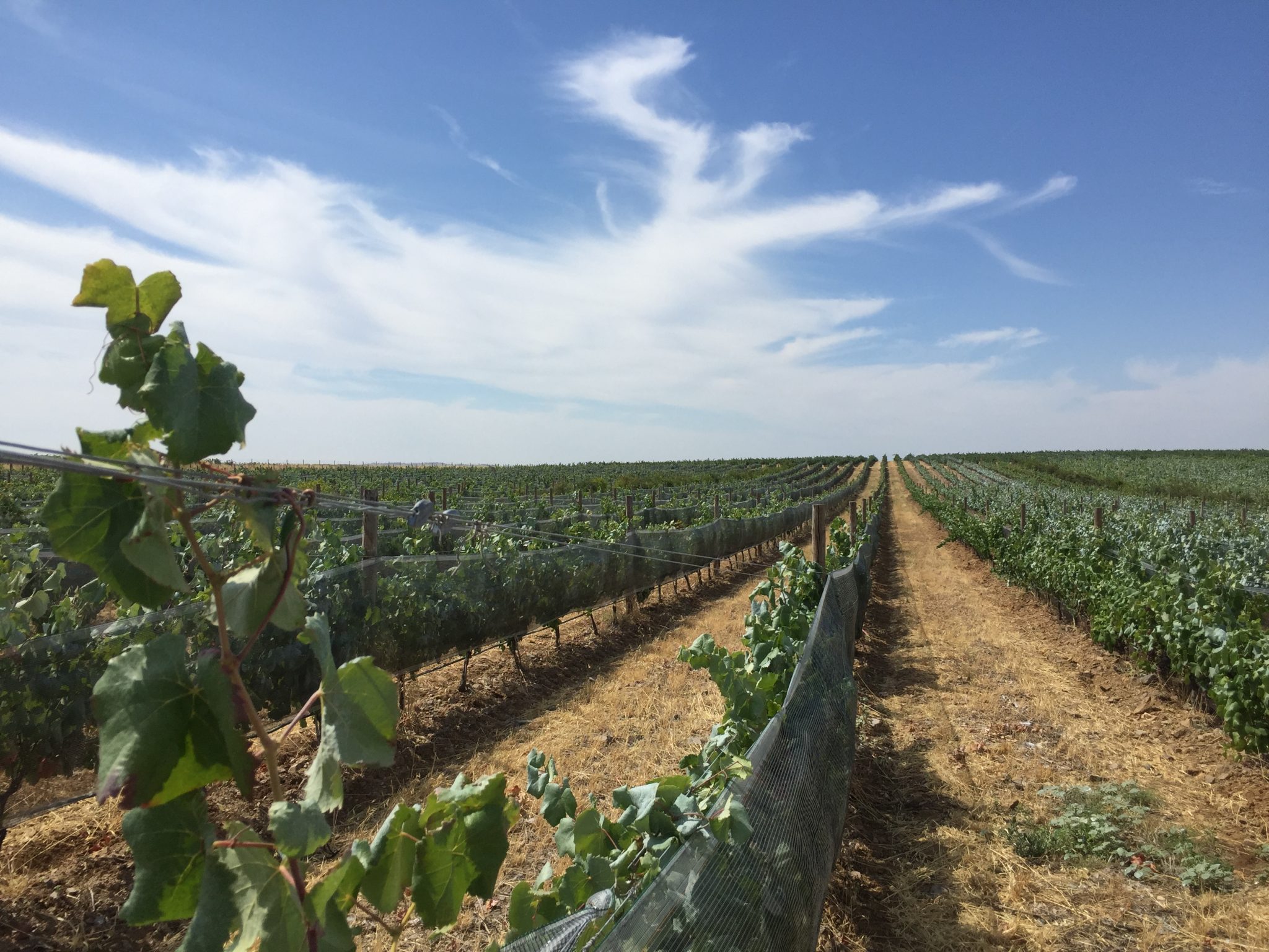 Redes Cotesi protegem as uvas do escaldão, dos pássaros e do granizo