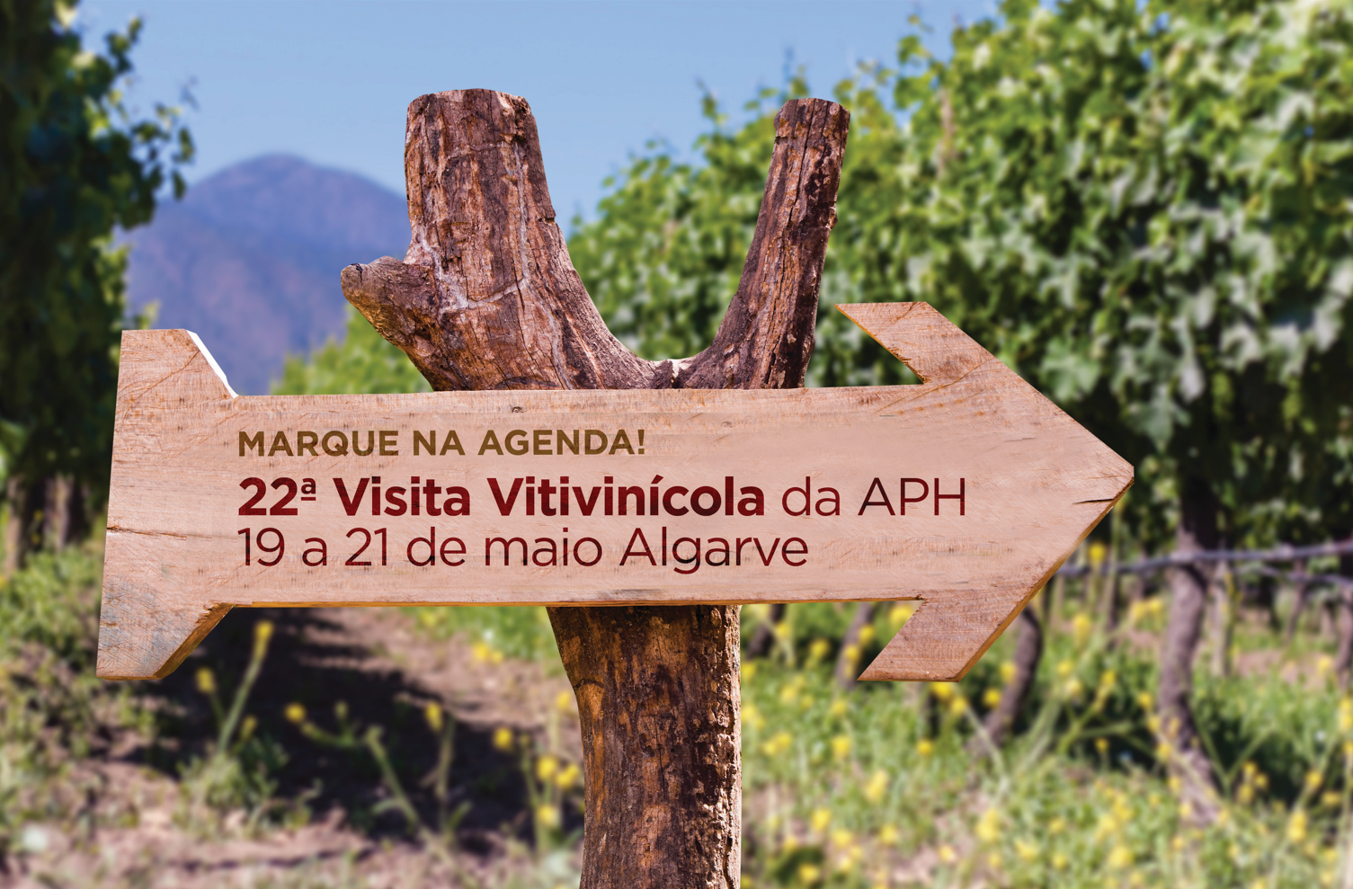 <strong>Descubra os vinhos do Algarve na 22ª Visita Vitivinícola da APH</strong>