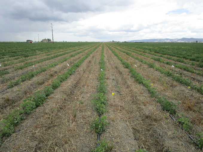 Produzir tomate para indústria com práticas de agricultura de conservação é viável e sustentável