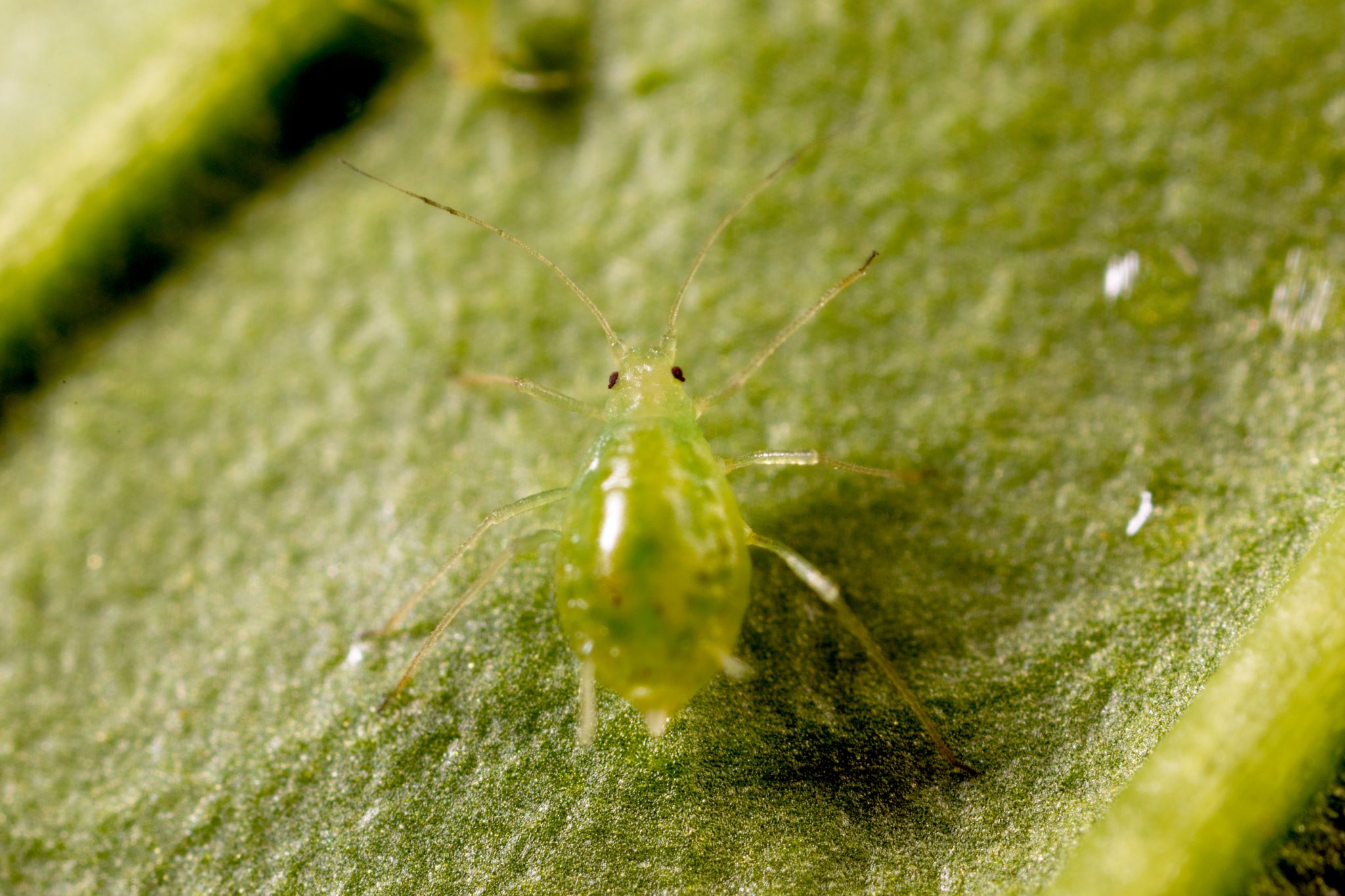 Koppert testa insetos benéficos mais agressivos contra a nova estirpe de afídeo-verde