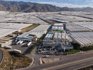 Read more about the article Novo Centro Tecnológico da Syngenta reduzirá tempos de melhoramento genético de hortícolas e reforçará a segurança alimentar