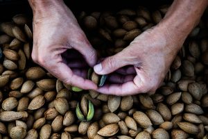 Read more about the article Portugal deverá produzir 114.900 toneladas de amêndoa em 2026
